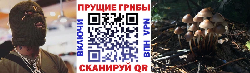 OMG зеркало Новороссийск Псилоцибиновые грибы прущие грибы